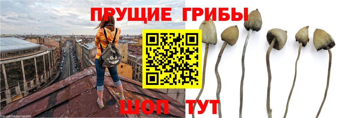 Слободской  Псилоцибиновые грибы MAGIC MUSHROOMS  Вход с VPN 